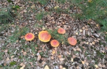 IMG_20210919_161555[2]