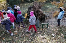 Dzieci ogladaja wyrwane z korzeniami przez wiatr drzewo