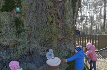 Pomnik przyrody Dab Bartek 2