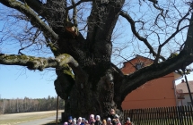 Pomnik przyrody Dab Bartek