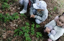 Dzieci ogladaja kwitnace poziomki