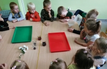 Eksperyment z margaretkami