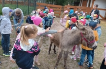 Dzieci karmia osla Stefana