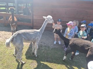 Spotkanie z alpakami