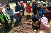 gr. IV siejemy w ogrodu warzywa