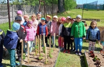 gr. V projekt - realizacja zadania Zaczarowany ogrod