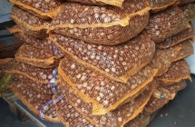 kasztany