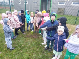 Dzien ziemi gr. IV sadzimy drzewa (1)
