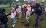 Dzien ziemi gr. IV sadzimy drzewa (5)
