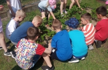 zrywanie truskawek w wlasnego ogrodka