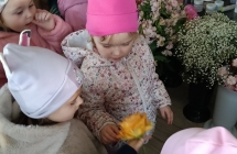 Poznajemy budowe kwiata