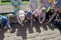 Zabki sieja nasiona roslin miododajnych w ogrodku przedszkolnym.