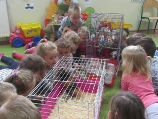 zwierzeta domowe 042