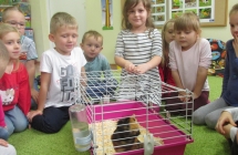 zwierzeta domowe 037