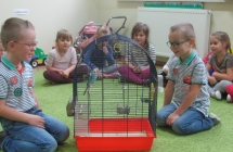 zwierzeta domowe 035