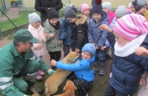 zwierzeta domowe 017