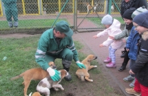 zwierzeta domowe 016