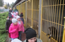 zwierzeta domowe 013