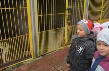 zwierzeta domowe 007