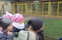 zwierzeta domowe 005