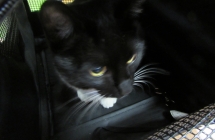 czerwiec z aparatu 018